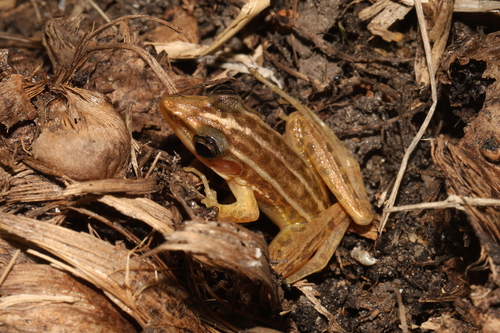 Hylarana macrodactyla observed 2026-06-04