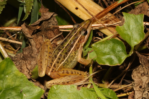 Hylarana macrodactyla observed 2026-06-04
