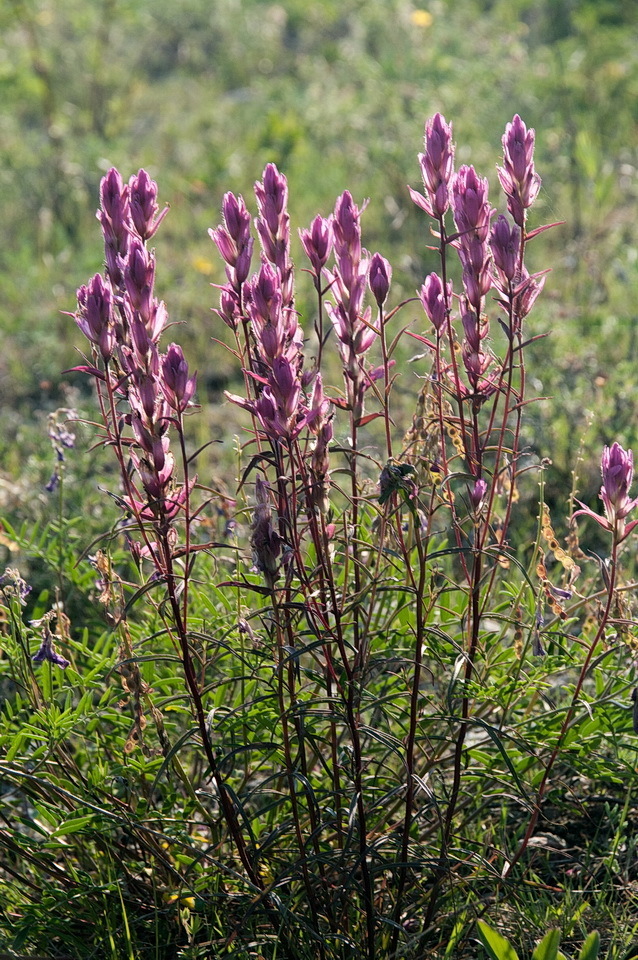 Raup's paintbrush