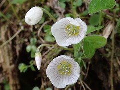 Oxalis griffithii