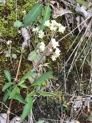Micranthes virginiensis