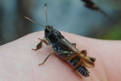 Gomphocerus sibiricus