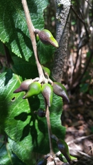 Commiphora grandifolia