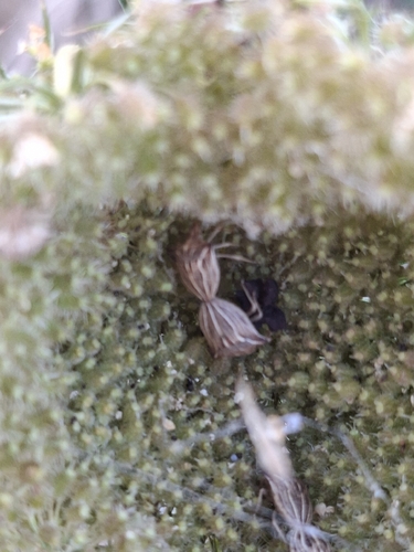 Ancyrosoma leucogrammes