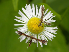 Geina tenuidactylus