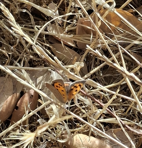 Small Copper