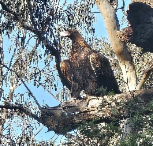 Wedge-tailed Eagle