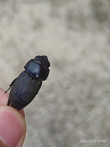 Dorcus hirticornis