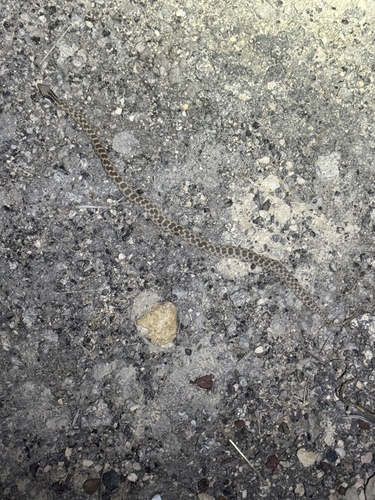 Chihuahuan Nightsnake