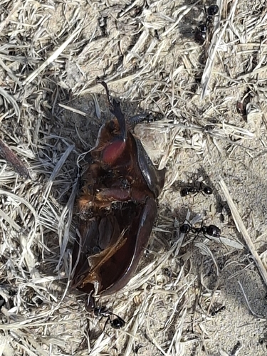 Iberian rhinoceros beetle