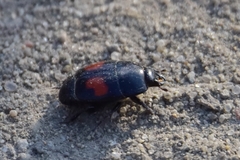 Margarinotus bipustulatus