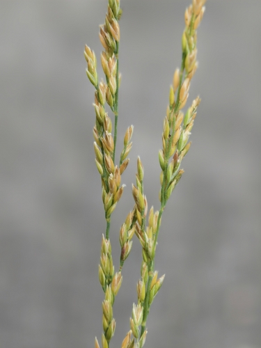 Poa sphondylodes iNat (3)