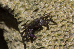 Metopograpsus
