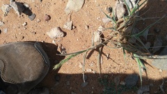 Enneapogon cenchroides