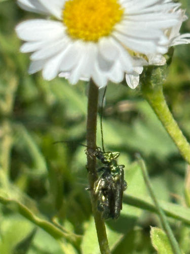 Thick-legged Flower Beetle