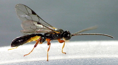 Metopiinae