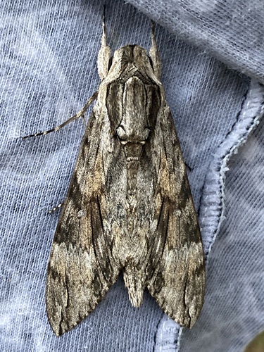 Convolvulus Hawkmoth