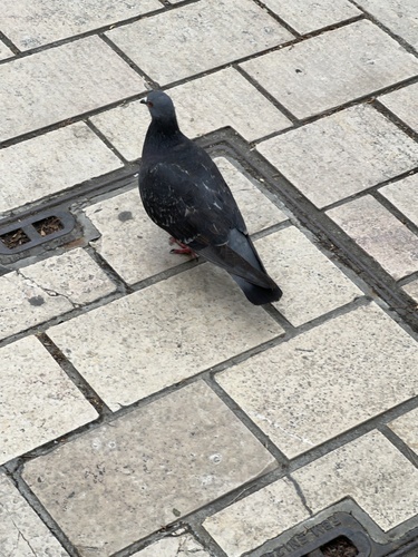 Feral Pigeon