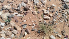 Enneapogon cenchroides