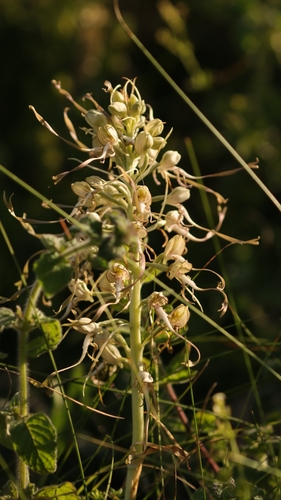 Lizard Orchid