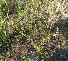 Polygala cretacea