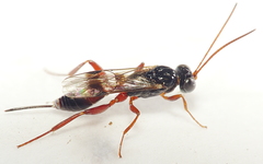 Phygadeuontinae