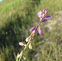 Polygala cretacea