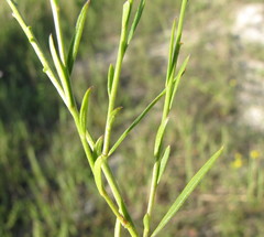 Polygala cretacea