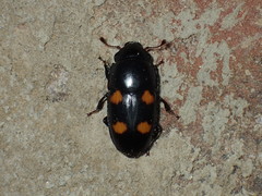 Glischrochilus obtusus