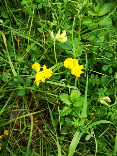 Paprastasis garždenis