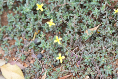Portulaca walteriana (Portulaca walteriana)