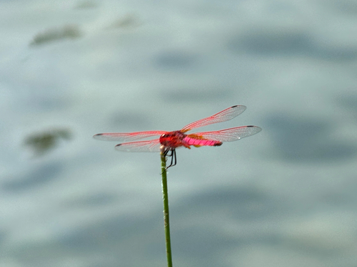 Crimson Marsh Glider