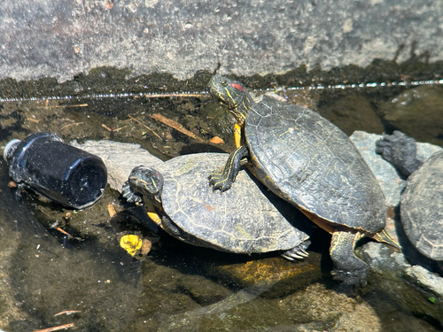 Pond Slider