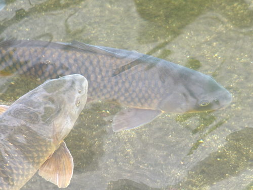 European Carp