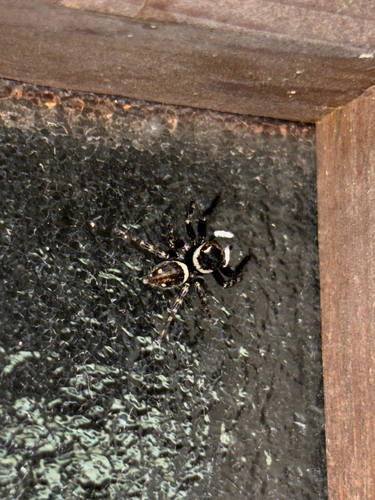 Adanson's House Jumper