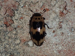 Ischyrus quadripunctatus