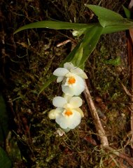 Lockhartia hercodonta