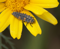Coccinella septempunctata