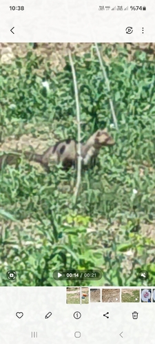 Stone Marten