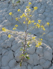 Brassica elongata