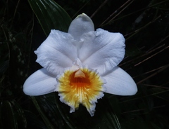 Sobralia chrysostoma
