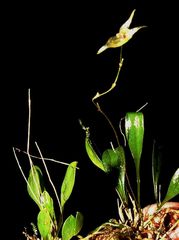 Specklinia fuegi
