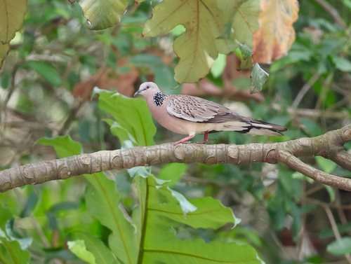 Spotted Dove