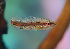 Aplodactylus westralis