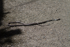 Dendrelaphis striolatus