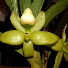 Cycnoches ventricosum