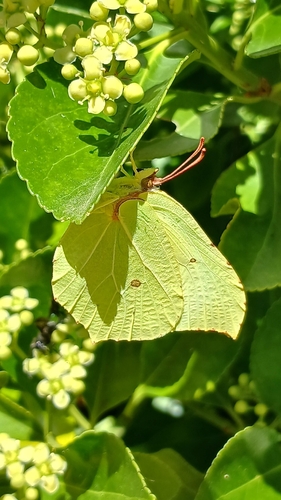 Common Brimstone