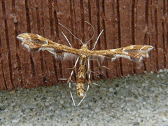 Geina periscelidactylus