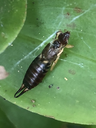 Western Earwig
