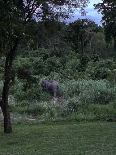 Mainland Asian Elephant